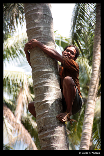 %_tempFileName23)%20Balinese%20Coconut%20Farmer%20in%20Nusapenida%