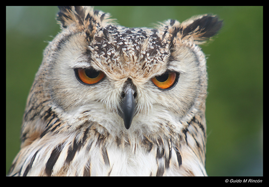 %_tempFileName01)%20Screech%20Owl%