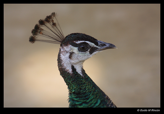 %_tempFileName02)%20Peacock%20in%20Sevilla,%20Spain%