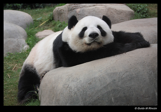 %_tempFileName03)%20Giant%20Panda%20in%20Hong%20Kong,%20China%